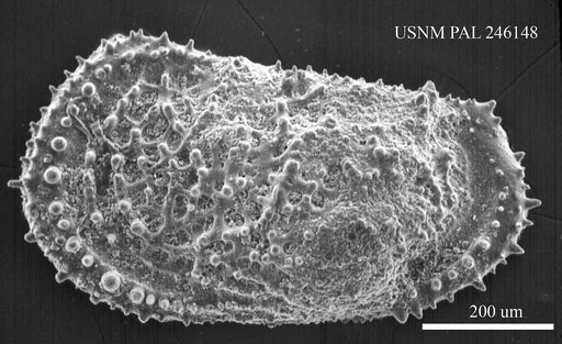 Oxycythereis sp. Benson, 1974