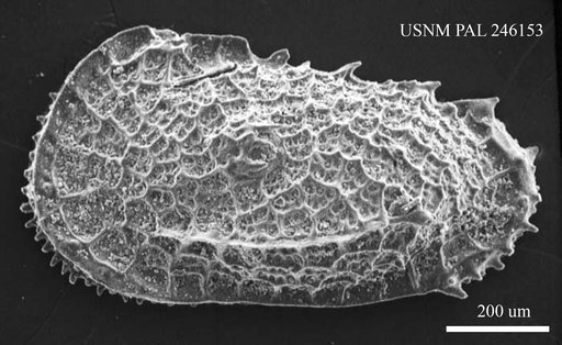 Bradleya sp.