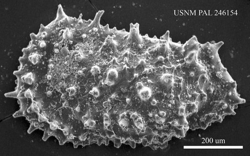 Acanthocythereis sp