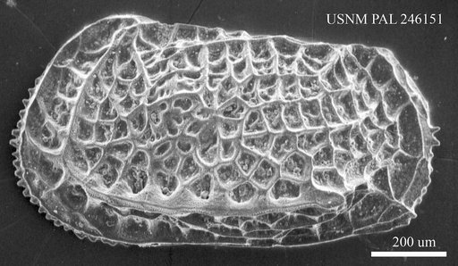 Bradleya sp.