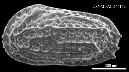 Falunia sp.