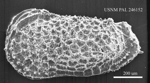 Oxycythereis sp. Benson, 1974