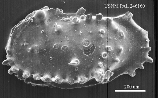 Pterygocythereis sp