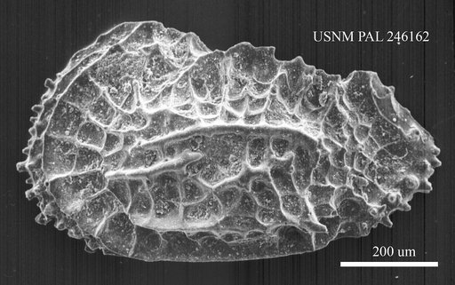 Cativella scalaris