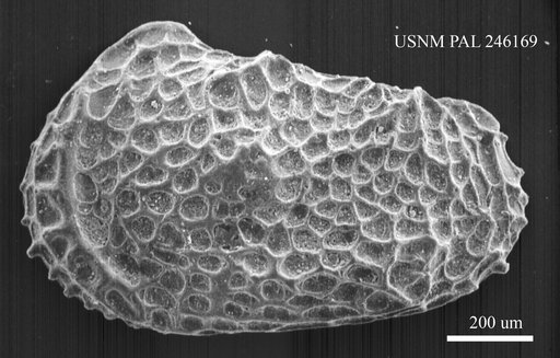 Genus indet. sp. indet.