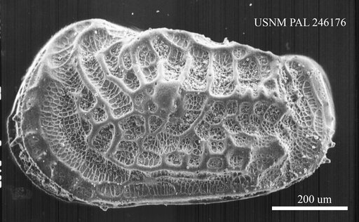 Abyssocythere sp.