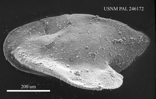 Genus indet. sp. indet.