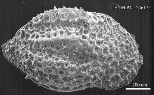 Sulcatoperforata sp.