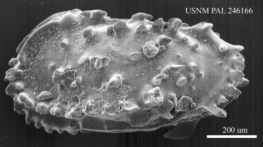 Pterygocythereis sp