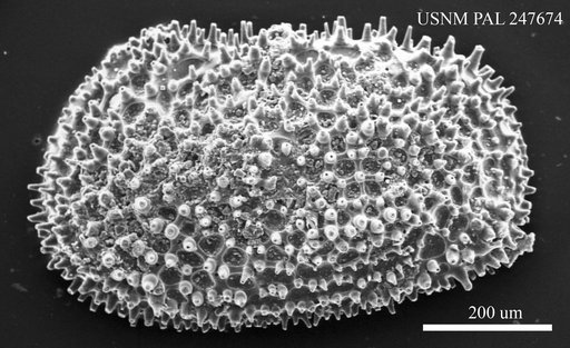 Henryhowella sp