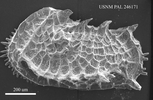 Bradleya sp.