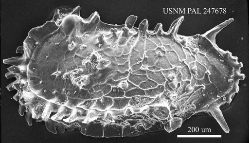 Pterygocythereis sp