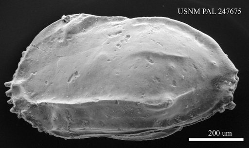 Ruggieria sp.