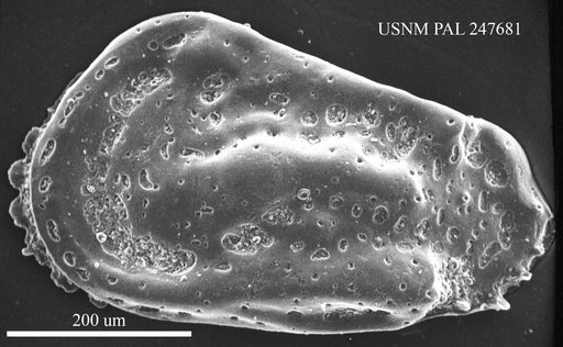 Hazelina sp. Benson