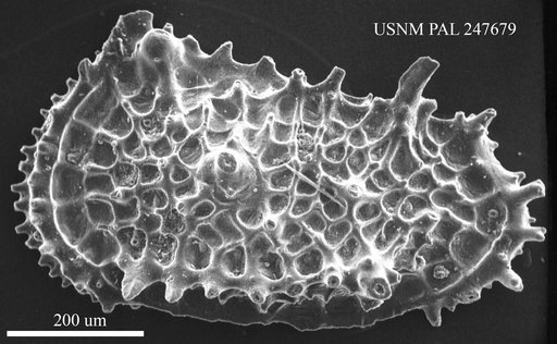 Oertliella sp.