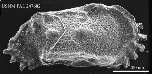 Cythereis sp.
