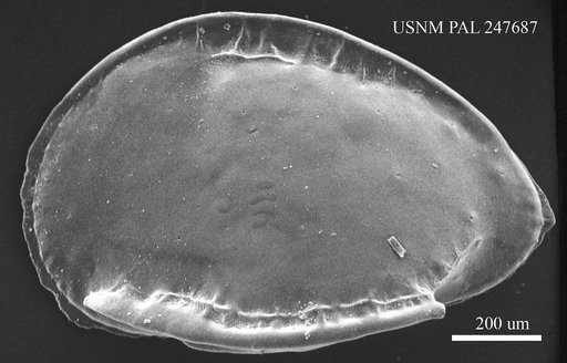 "Brachycythere" mucronalatum Brady, 1880