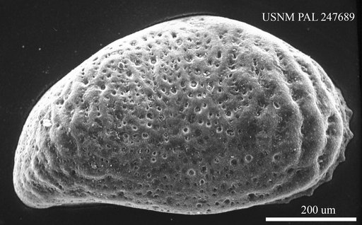 Heterocyprideis sp.