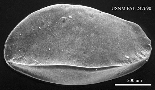 Genus indet. sp. indet.