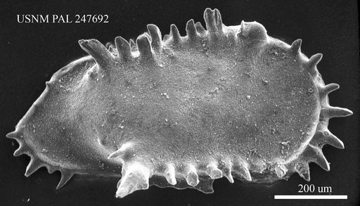 Pterygocythereis sp