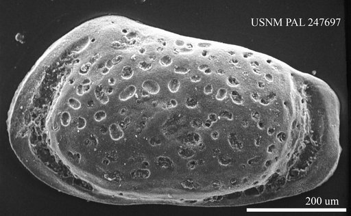 Muellerina sp.