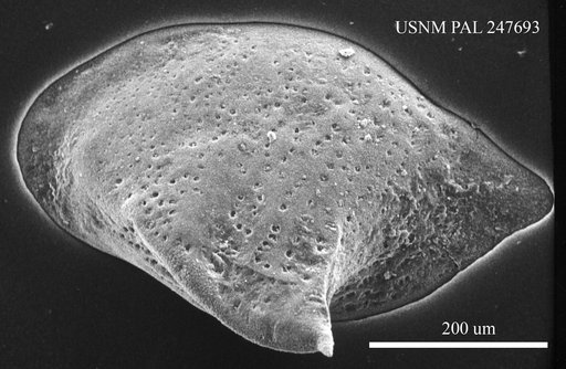 Cytheropteron sp.
