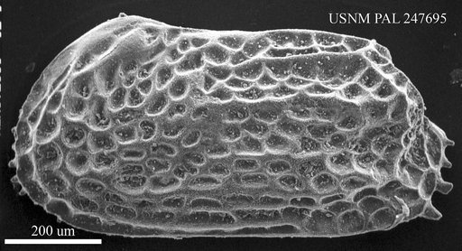 "Cistacythereis" sp.