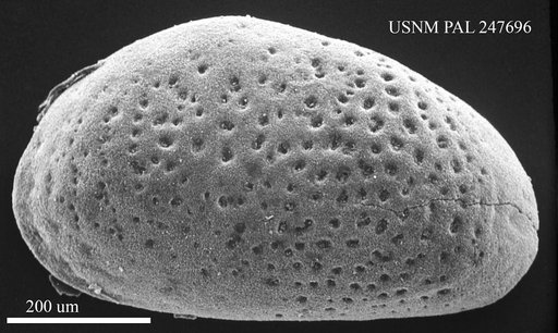 Cytheridea sp
