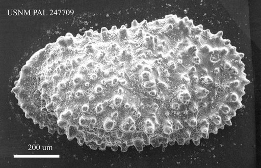Thalassocythere acanthoderma (Brady, 1880)