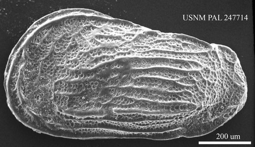 Genus indet. sp. indet.