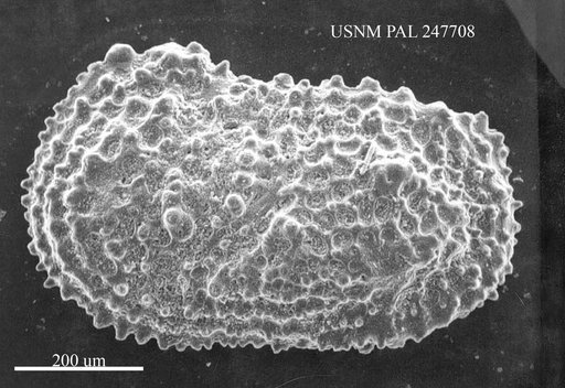 Henryhowella asperrima Reuss, 1850