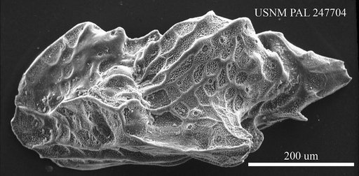 Paracytheridea sp.