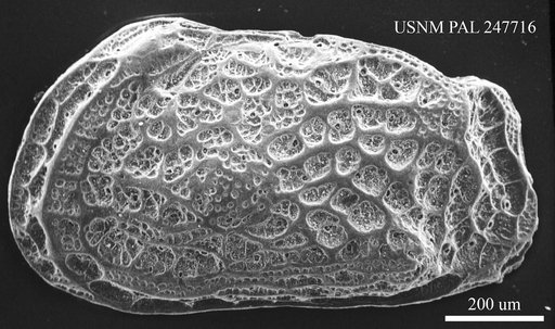 Thaerocythere sp.