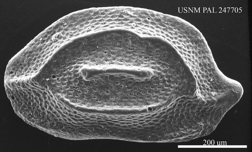Triebelina sp.