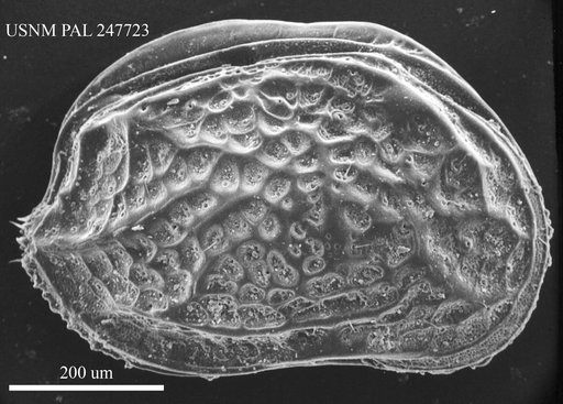 Aurila sp.