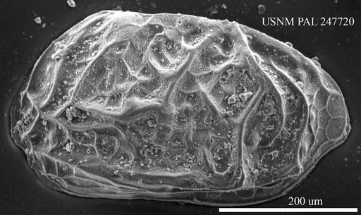 Genus indet. sp. indet.