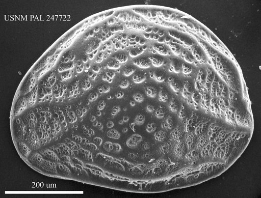 Aurila sp.
