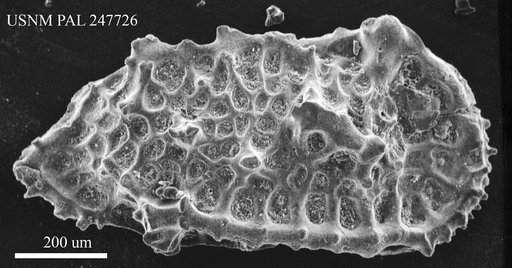 Oertliella sp.