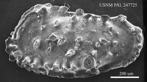 Genus indet. sp. indet.