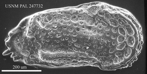 Cythereis sp.