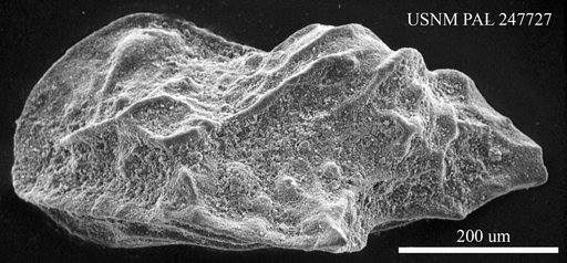 Paracytheridea sp.
