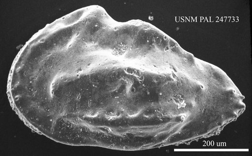 Veenia sp.
