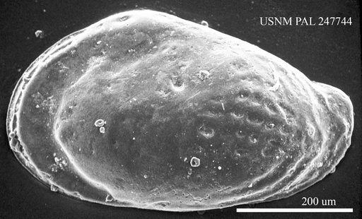 Buntonia huneri (Howe & Law, 1936)