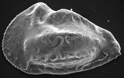 Veenia sp.