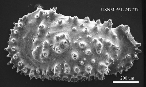 Actinocythereis sp