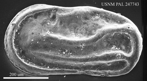 Cytherelloidea byramensis Howe & Law, 1936