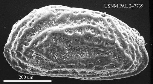 Clithrocytheridea sp.