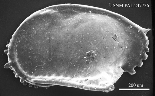 Pterygocythere saratogana (Israelsky, 1929)