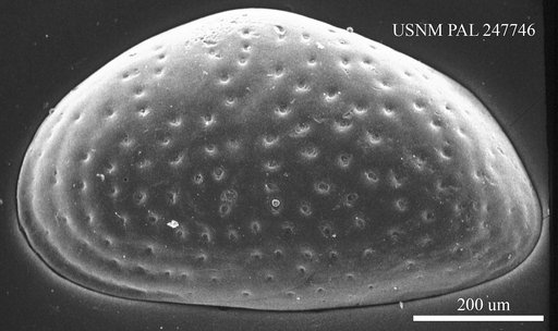 Cytheridea (Haplocytheridea) blanpiedi Stephenson, 1936