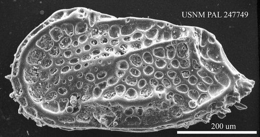 Trachyleberidea sp.